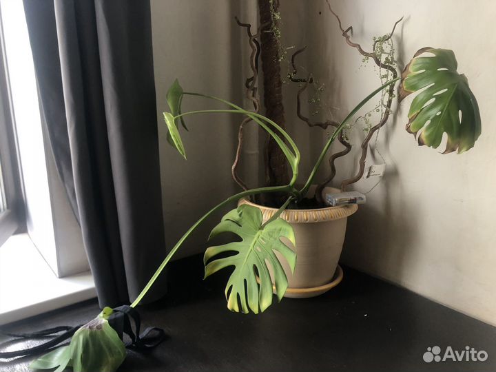 Лиана комнатные растения в центре монстера