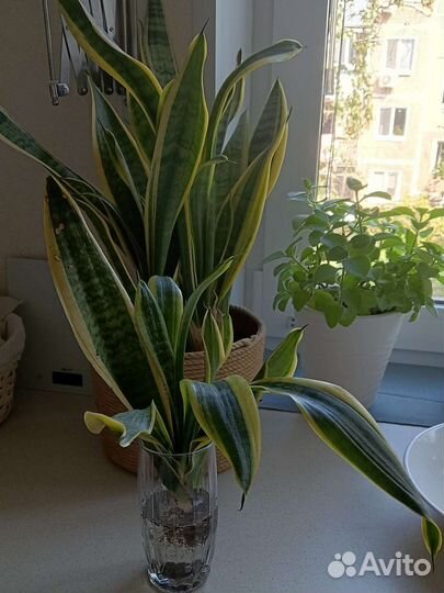 Сцендапсус. Сансевьерия. Юкка. Панданус