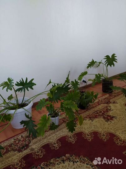 Филодендрон Ксанаду