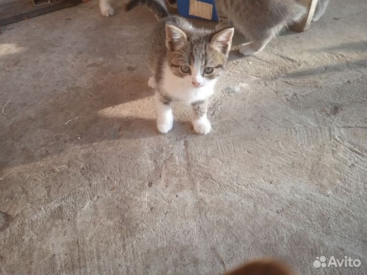 Котята крысоловы. девочки