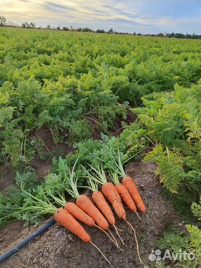 Семена моркови Номерная св 7381 дч F1 (Seminis)