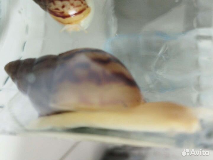 Отдам улиток