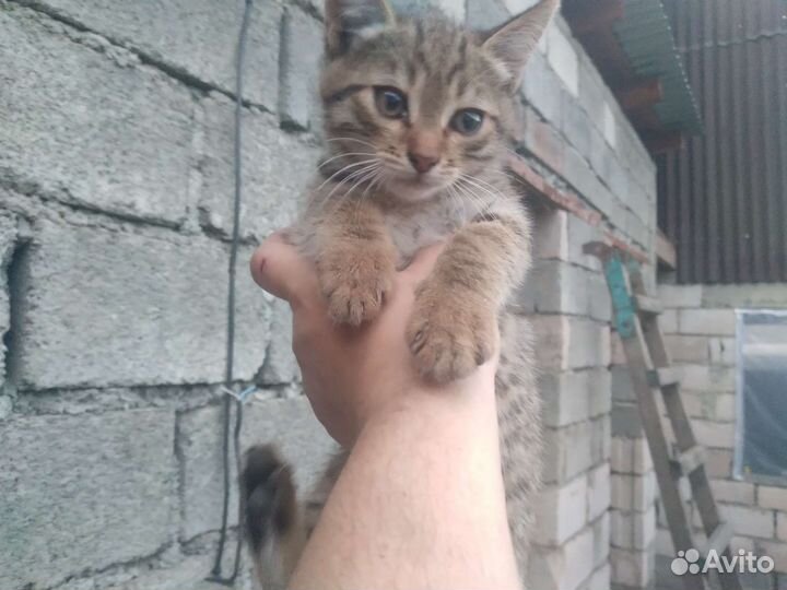 Кошка в дар