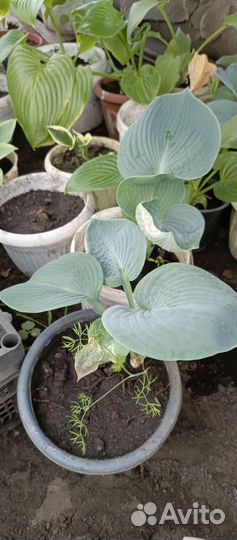 Хоста растение