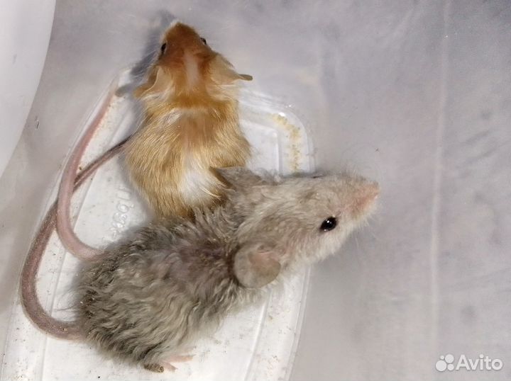 Сатиновые мышки