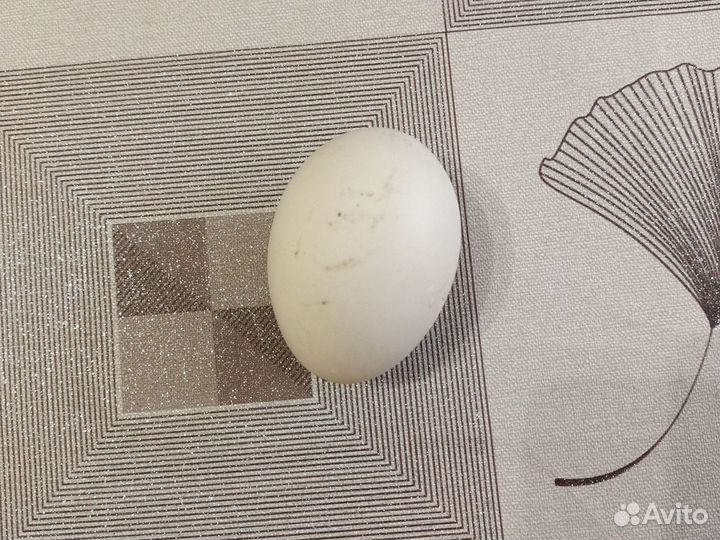 Инкубационное яйцо мускусной утки