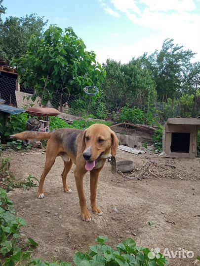 Собака гончая