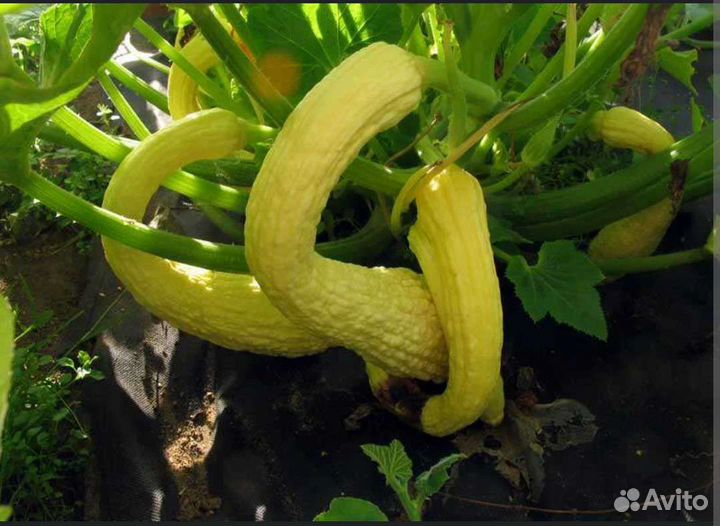 Семена Крукнека