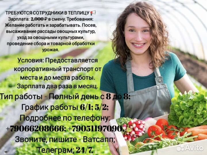 Сотрудники тепличного комплекса