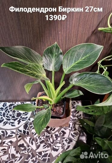 Филодендрон Биркин