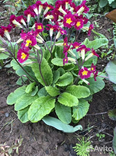 Мята ананасная и ментоловая, примула, медуница