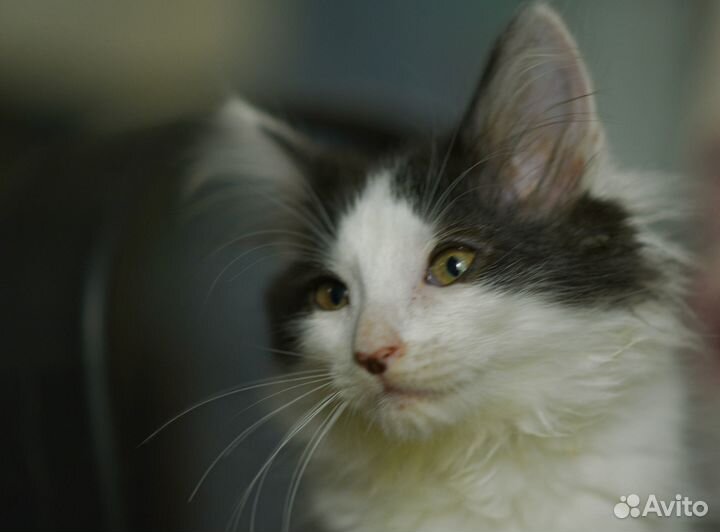 Котенок Нюша в добрые руки