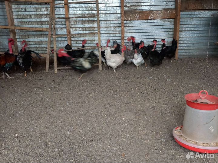 Инкубационное яйцо