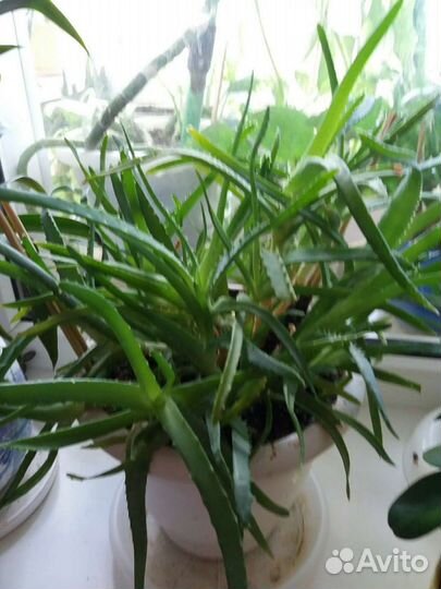 Дендробиум