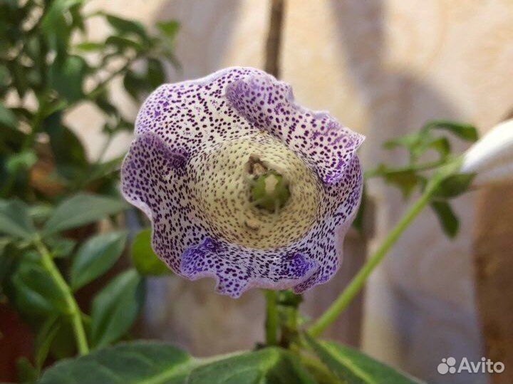 Глоксиния, цветущее комнатное растение