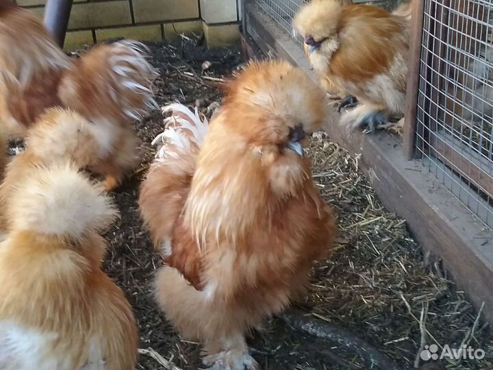 Шелковые петушки бафы