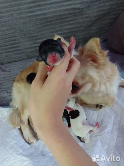Щенки чихуахуа