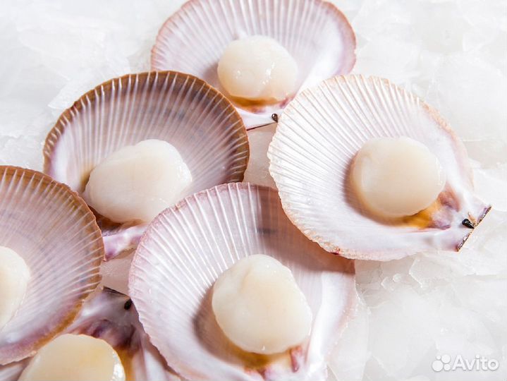 Морской Гребешок