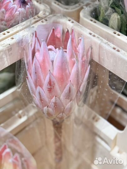 Протея букет