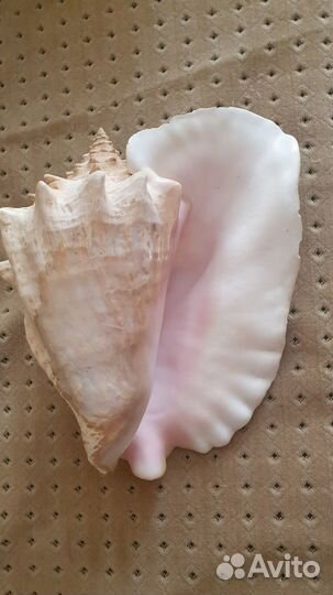 Ракушка большая 30 см. Куба