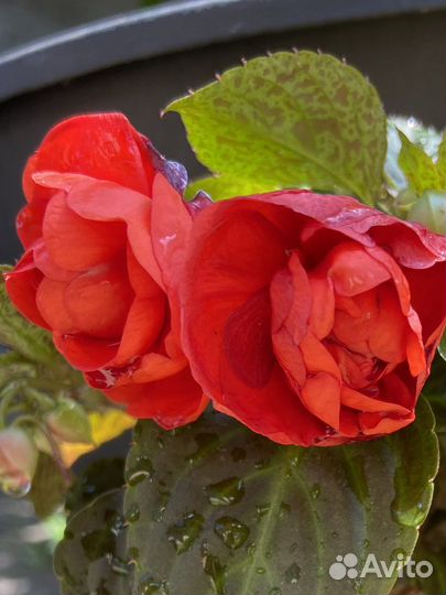 Бальзамин махровый