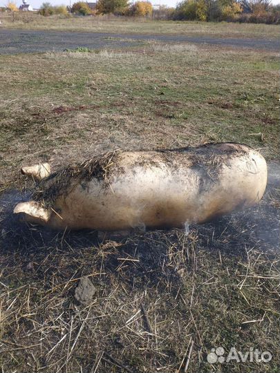 Свинина домашняя