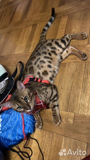 Передержка кошек и собак от 1300 в сутки