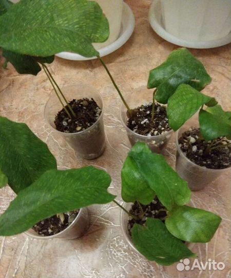 Калатея Нетворк Мозаичная.Горшки для цветов