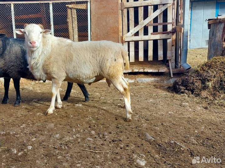 Баран на племя