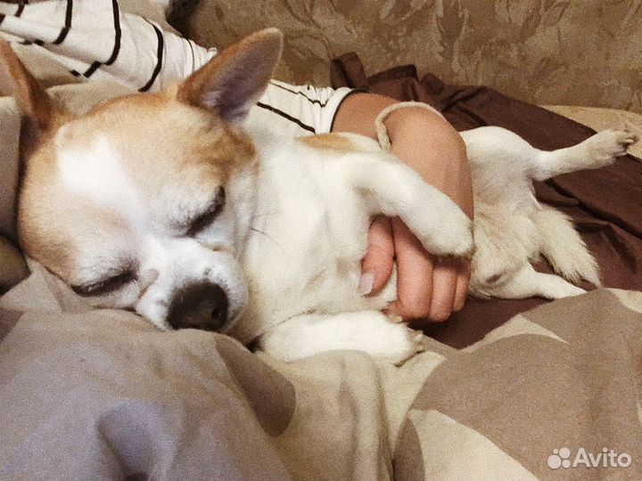 Передержка собак / Няня для собак