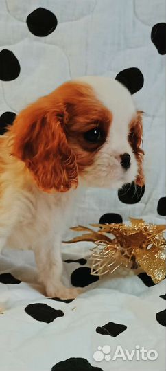 Кавалер кинг детки конфетки