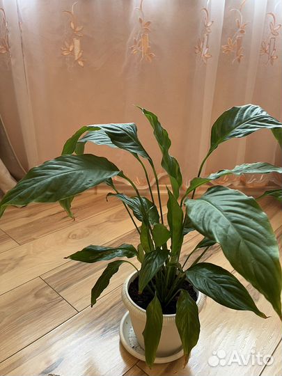 Спатифиллум (Женское счастье)