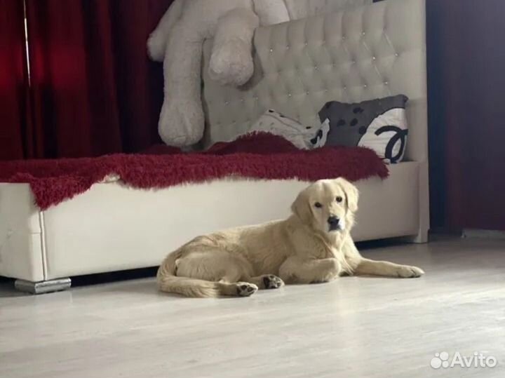 Передержка для собак