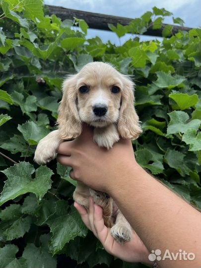 Кокер спаниель