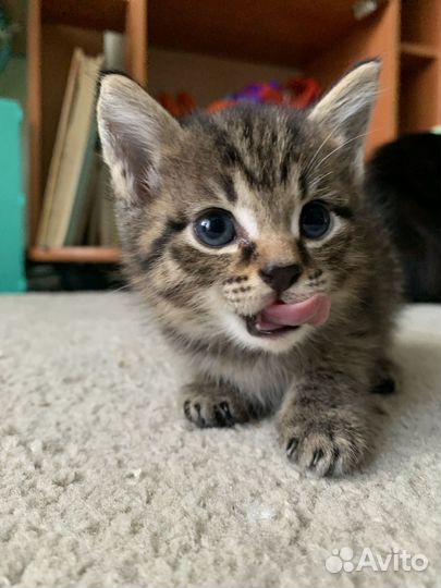 Котенок в добрые руки