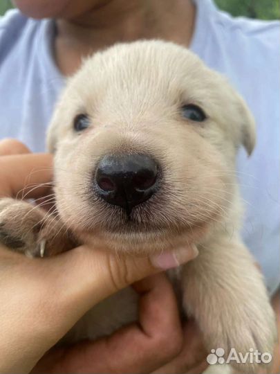 Щенок мальчик очень нуждается в доме
