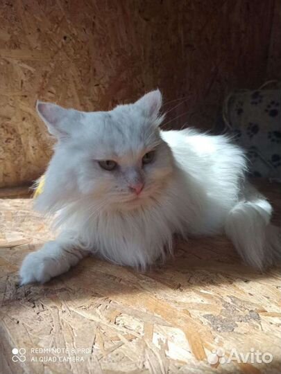 Шикарная белая кошка для хороших людей