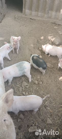 Вьетнамские поросята