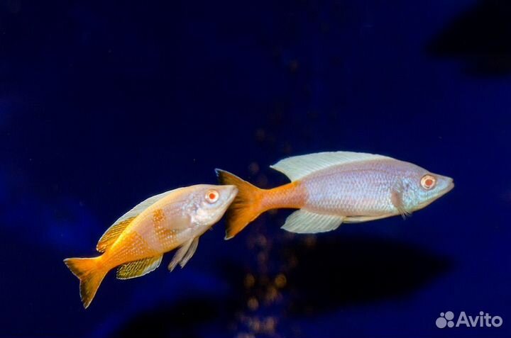 Танганьика