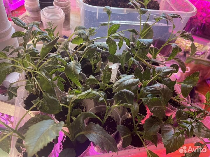 Георгины зеленые черенки