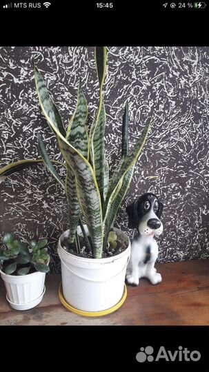 Сансевиерия комнатные растения