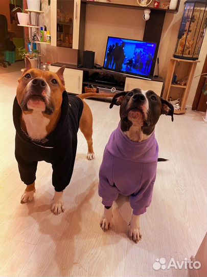 Одежда для собак