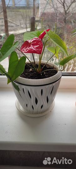 Комнатные и садовые цветы