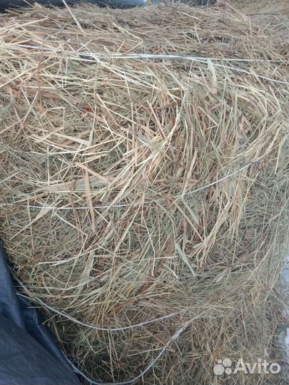 Продам сено в рулонах