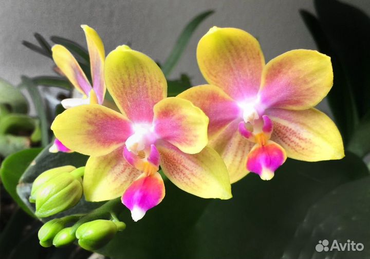 Орхидея biondoro арома