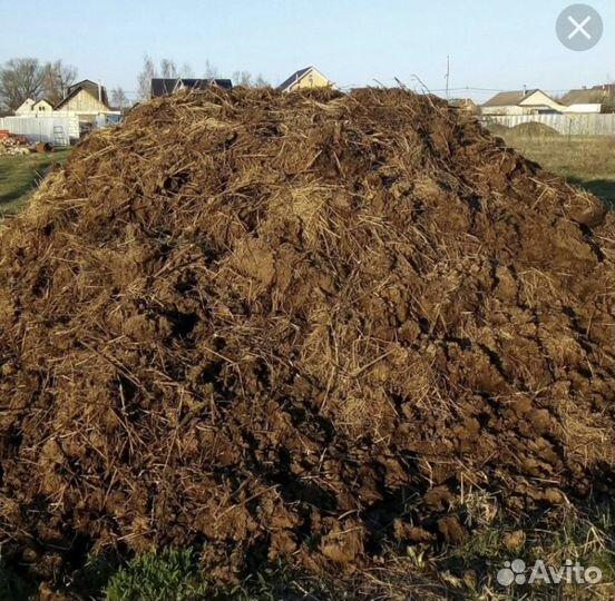 Продам коровий навоз