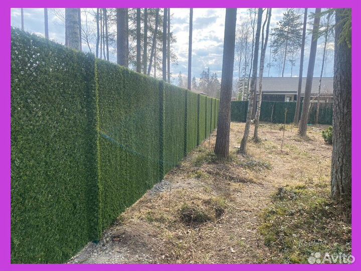 Калифорнийская изгородь Зелёный забор