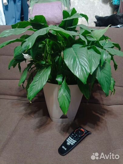 Спатифиллум