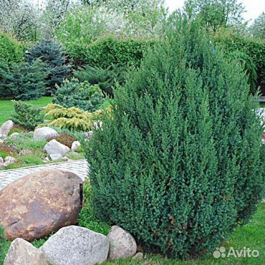 Можжевельник китайский Стрикта