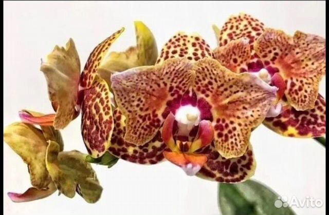 Yellow leopard орхидея фото Орхидея Бабочка L. Leopard купить в Полысаево с доставкой Товары для дома и дачи